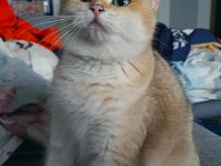 British shorthair
