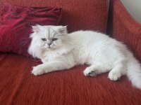Kısır 2 Yaşında Erkek British Longhair