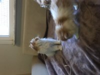 3 TANE ERKEK YAVRU 1 TANE DİŞİ Persian ailesi