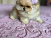 SHOW CLASS MÜHTEŞEM POMERANİAN BOO YAVRULAR