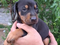 A kalite doberman yavrular