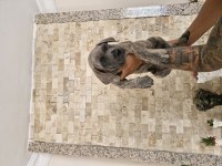 Sağlıklı Cane Corso Yavrular