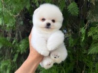 Irk Ve Sağlık Garantili Pomeranian Boo Bebekler