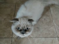 Exotic longhair acil