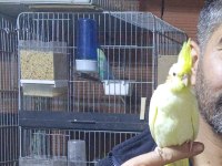 1 Aylık Civarı Lutino Kırmızı Göz Sultan Papağanı