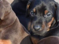 Sceli Irkının En İyisi Doberman Yavrular