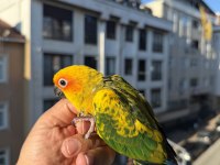 YAVRU GÜNEŞ KONUR PAPAĞANI