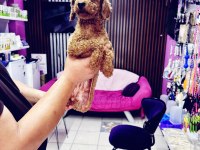 Dişi 11 aylık korekan toy poodle