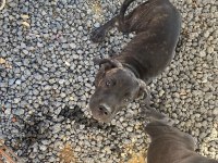 Cane corso blue bebekler
