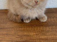 Yavruların En Sevimlisi Fawn British Shorthair