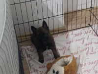A kalite safkan malinois