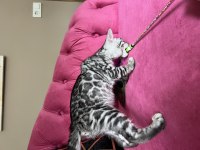 Silver Bengal Yavruları ( Faturalı) 
