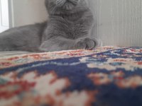 2 aylık top kafa ayı kafa scottish fold