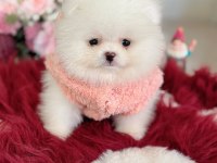 Teacup ayıcık pomeranian