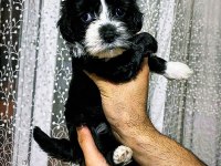Varsa daha iyisi o da annesi morkie