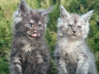 Lüks Ve Üst Kalite Maine Coon Yavruları