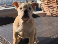 İngiliz bulldog yavruları