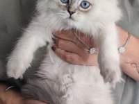 Kucak Kedisi