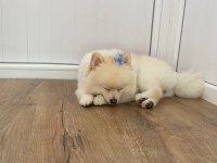 Pomeranian tilki surat köpeğimiz
