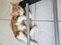 3 adet tatlı tekir bücürler
