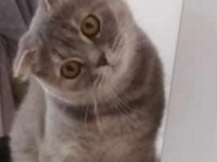 Scottish fold dişi