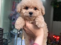 DÜNYA TATLISI MALTİPOO YAVRULARI