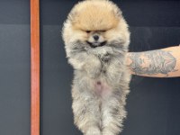 Petmode köpek çiftliğinde pomeranian boo yavrular