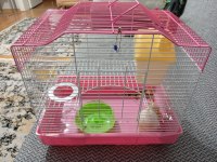 Acil satılık yavru hamster