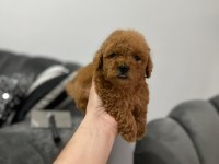80 günlük a kalite teacup red brown safkan toy poodle