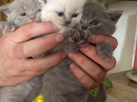 Yavru kedim british shorthair