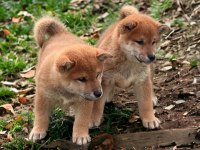 Shiba İnu yavrular