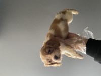 2 aylık cavalier king charles erkek yavru