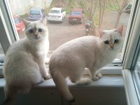 British Shorthair Golden Point