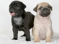 gül kuyruk pug yavrular heryere gönderilir