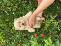 AYI SURAT DİŞİ CHOW CHOW BEBEKLER