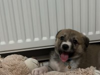 48 günlük kırma yavru köpeğe acil yuva