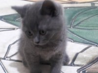 Hayatınıza Neşe Katacak British Shorthair Yavru