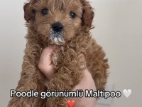 Maltipoo Bebekleri