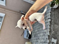 Pinscher yavrularımız