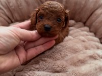 Toypoodle Sevimli Yavrularımız 