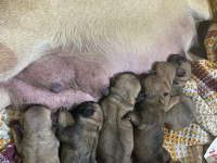 Yavru pug mops