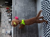 Toy poodle maltipoo yavrusu