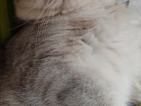 British shorthair oğluma eş arıyoruz