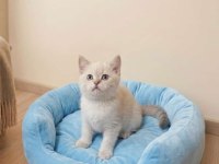 Pendik Evden British Shorthair