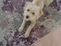 Erkek terrier cins beyaz