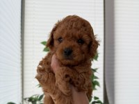 Toy Poodle yavrularım