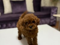 Baby face toy poodle yavrumuz