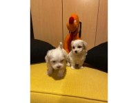 En güzel hediyeniz maltipoo bebeklerimiz