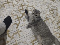 Scottish fold Kedisi