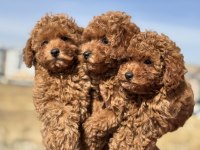 Wc Eğitimli Toy Poodle Yavrularımızı Canlı Görün